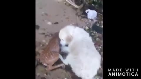 Watch this animals getting helped by other animals.