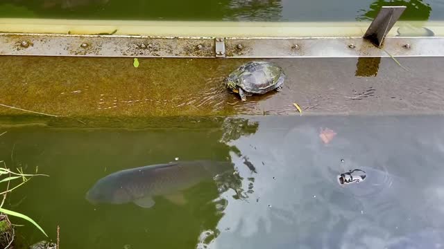Turtles - 87488