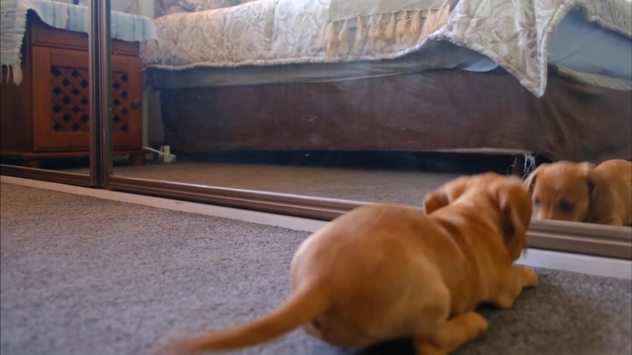 Cute puppy sees her reflection in the mirror