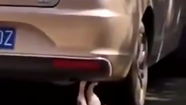 😱😱😱 O M G 😱😱😱 see out what doing Dog Never Imagine Anyone