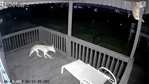 Fox attacking cat