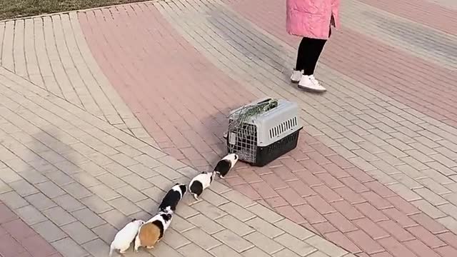 Pets come to queue