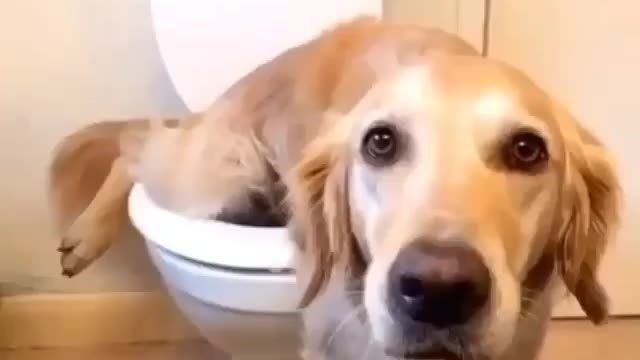 Dog Reaction! Funny doing pee and fart in toilet