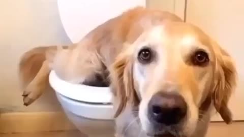 Dog Reaction! Funny doing pee and fart in toilet