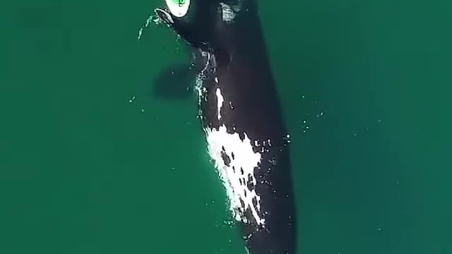 a very nice big whale gently pushes the boarder