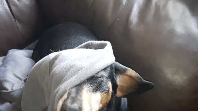 Weiner dog vs. blanket pt 1