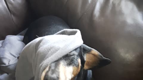 Weiner dog vs. blanket pt 1