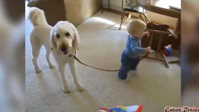 Dog and babys