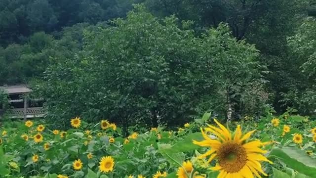 The sunflowers are all blooming
