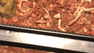 Live feeding snake video!