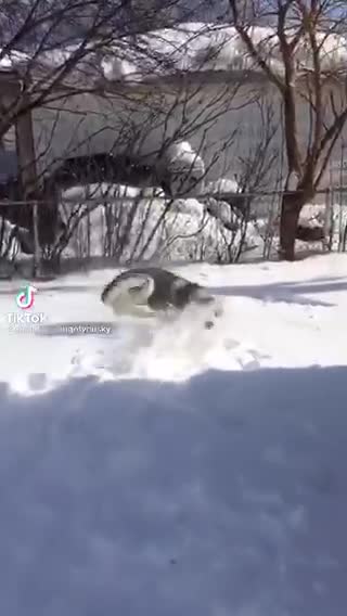 I play with my dog in snow