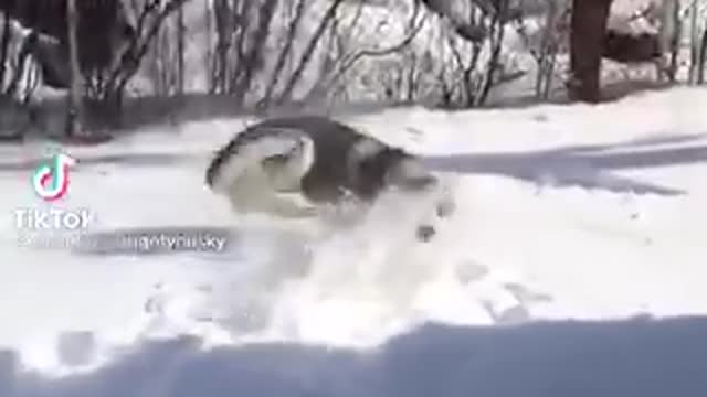 I play with my dog in snow