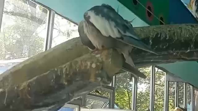 The little parrot was cleaning its feathers