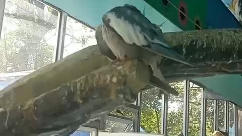 The little parrot was cleaning its feathers