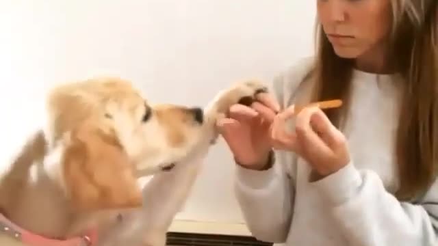 Dog and girl Mel cutter funny moments