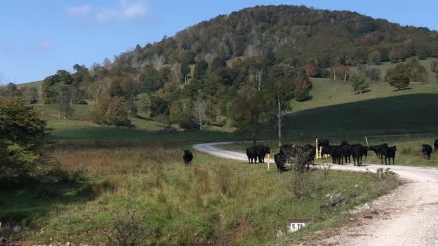 Blackwater Cows