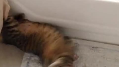 Cat Backflip | Animal | Pet