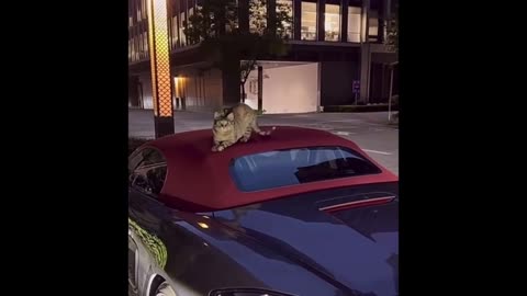 funny animal videos
