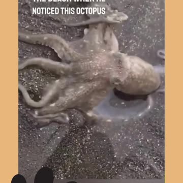 Heartwarming Story about Dog Ep.9_3 #shorts #dog #ShikyFAV