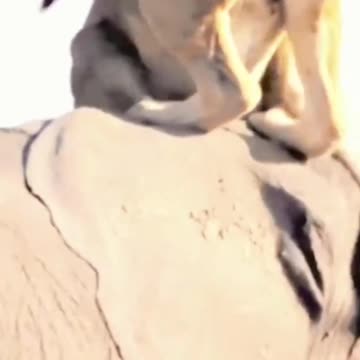 Lion and elephant participate in a intense struggle #elephant #lions