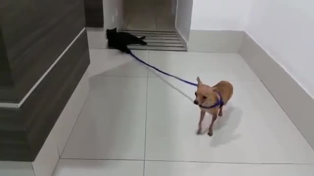 Cat Show!! Cats dominating the world !! cute dog cat 2021