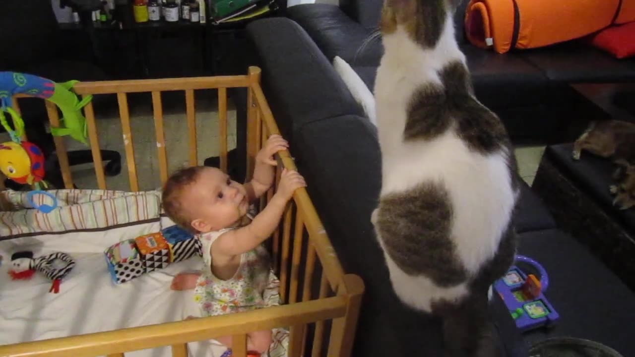 Baby Tries To Catchs The Cats tail😳😜😂😂😂😂😂😂