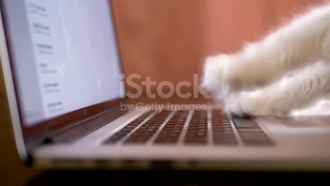 Cat paws with pink pads surf internet on laptop side view