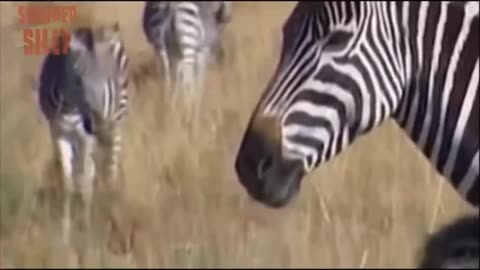 Zebra attacked by Lion