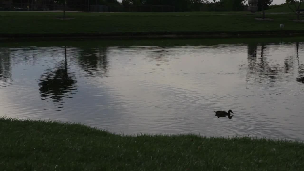 Sunset on pond with ducks