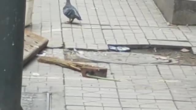 Little grey pigeon foraging