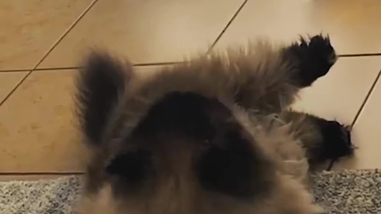 Feline Fun.