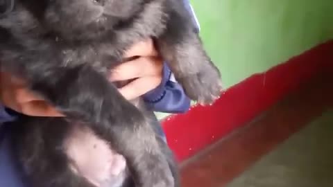 Tibatin mastiff puppy so huge and cute🥺❤️