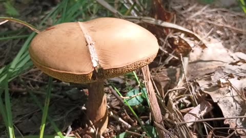 Mushroom