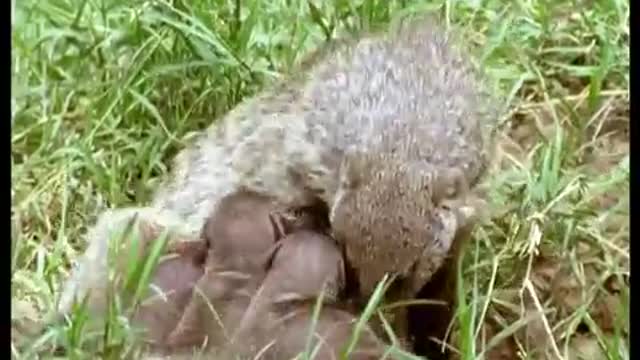 Banded Mongooses Raising Their Young | Bands on the Run | BBC Earth