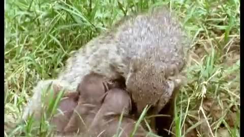 Banded Mongooses Raising Their Young | Bands on the Run | BBC Earth
