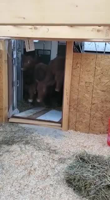 La Construcción del Templo del Templo en ISRAEL y la renovación del servicio