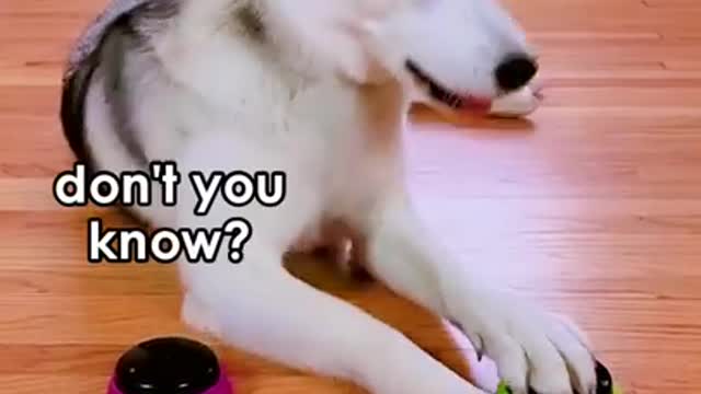 Dog Answersfan questionsu video