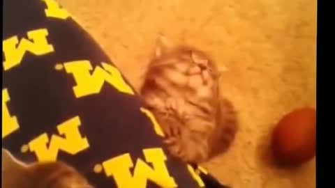 Jokes With Funny Cats