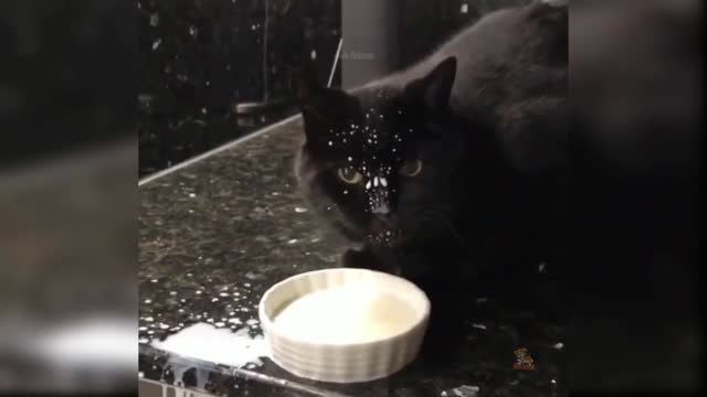 How to you cat very funny 🐱 cat 🐈