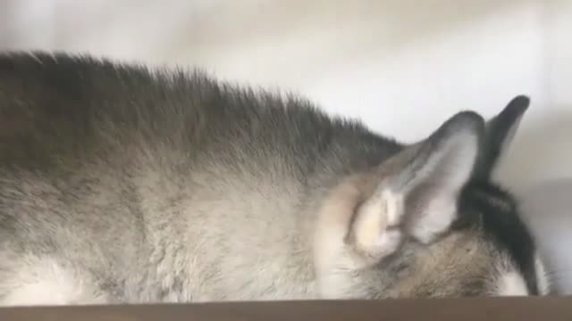 a pair of little friends