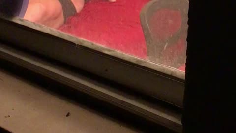 Sneaking a Peek from the window.