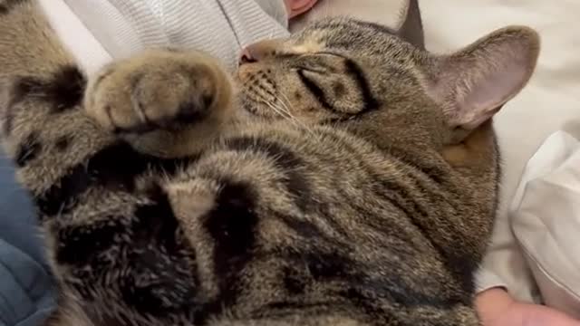 A beautiful cat refuses to wake up 😾🙀😽😻