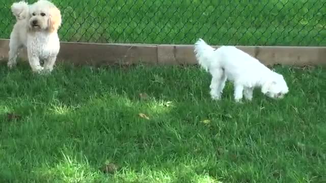 Baby Dogs 🔴 Cute and Funny Dog Videos Compilation. Funny Puppy Videos 2022