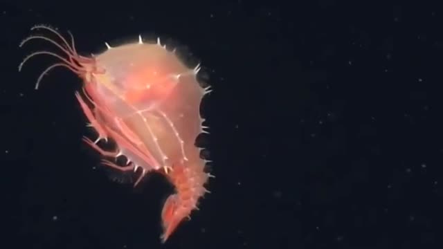 The larva of Eryonecus, a deep-sea lobster.