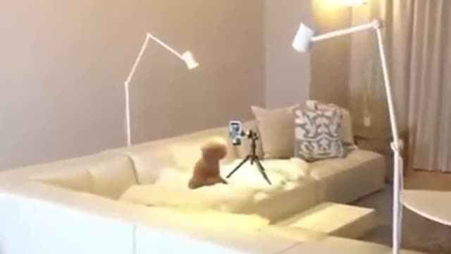 Walked in on my dog making dance videos 🤣 funny dog🐶 Dogs and - Awesome Funny Pet Animals