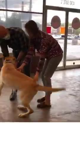 Animals Reunited With Owners AFTER YEARS! TRY NOT TO CRY #shorts