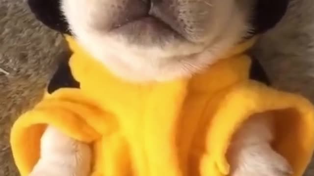 Cute Puppy In Bee Costume