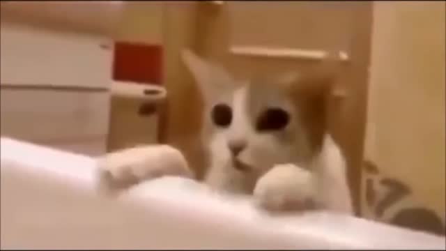 Cat thinks that her mistress would sink in bathtub