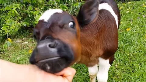 entertaining video of funny baby cows playing