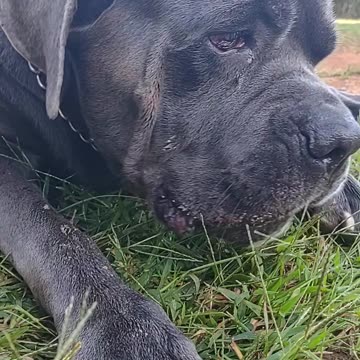 He Only Has Eyes for Chew